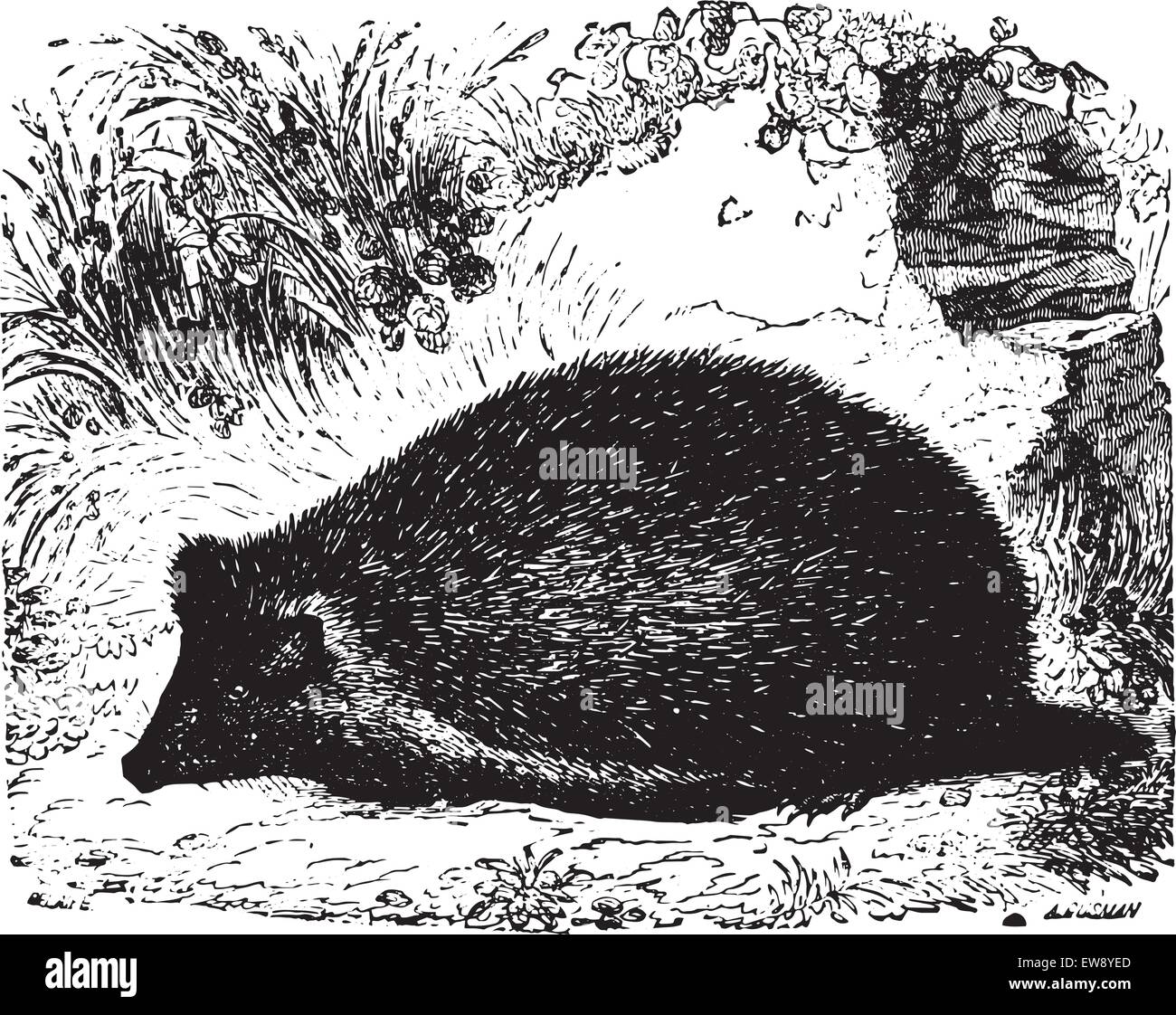 Le porc-épic, vintage engraved illustration. Animaux sauvages et domestiques - pour les enfants - 1892. Illustration de Vecteur