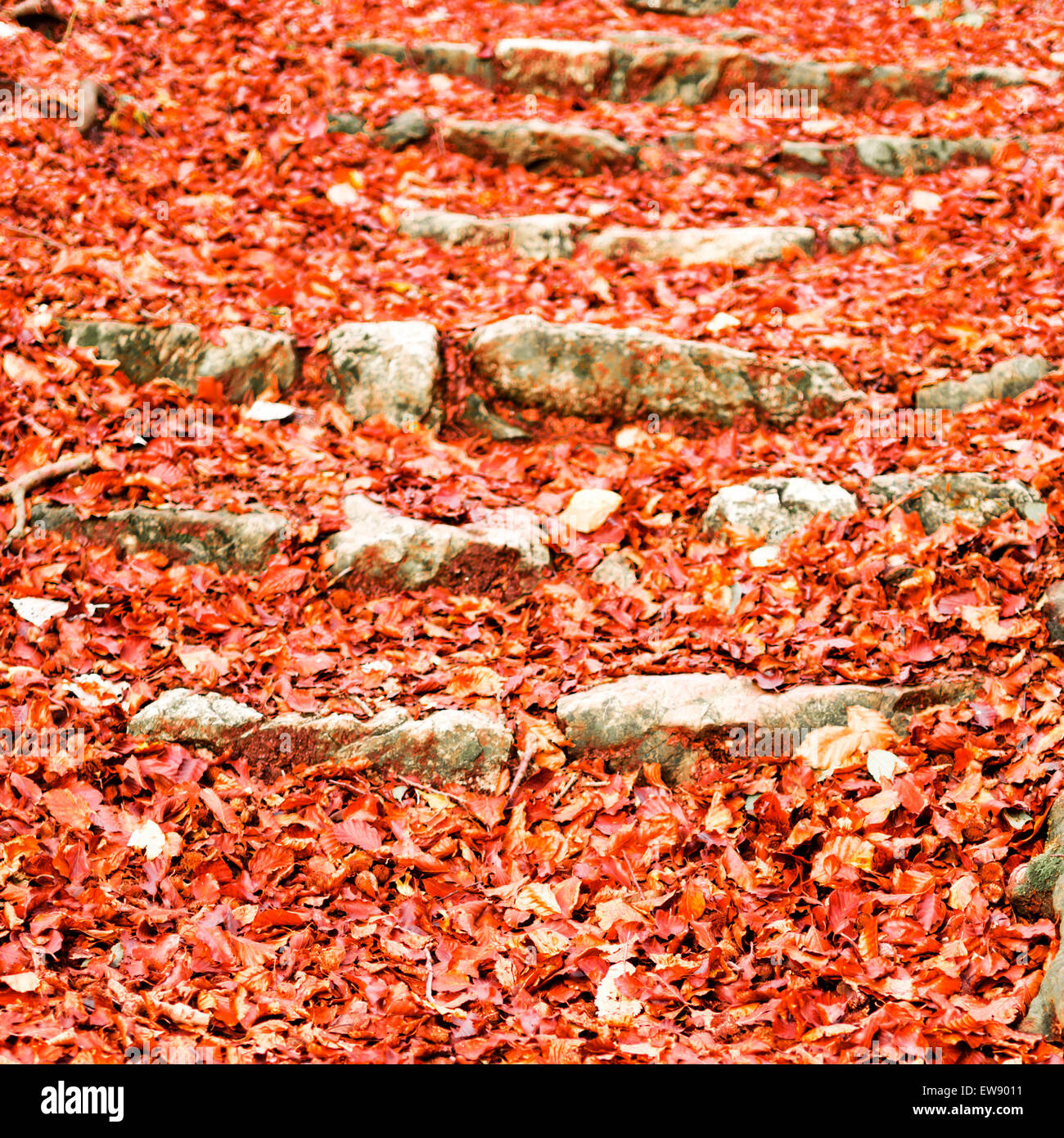 Détails de couleurs en saison d'automne dans le parc Banque D'Images