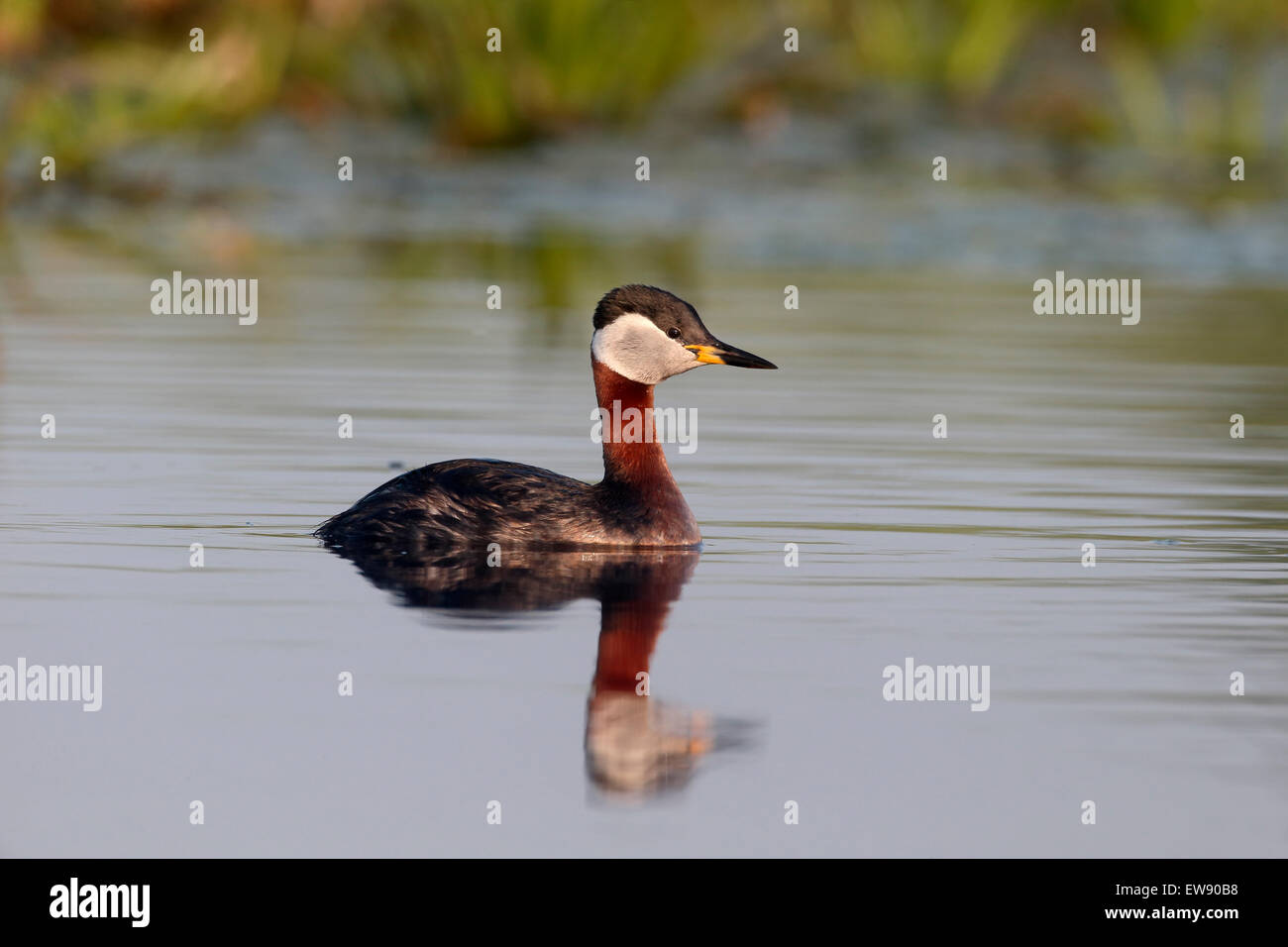 Grèbe jougris Podiceps grisegena,, seul oiseau sur l'eau, Roumanie, mai 2015 Banque D'Images