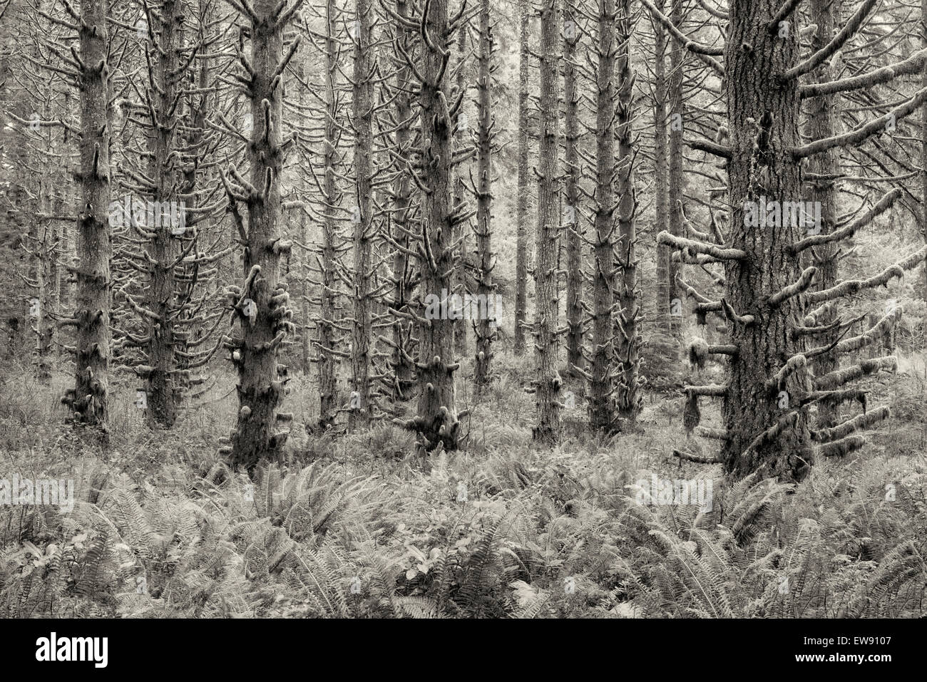 Couvert de mousses et de fougères Page d'épinettes. Silver Falls State Park, New York Banque D'Images