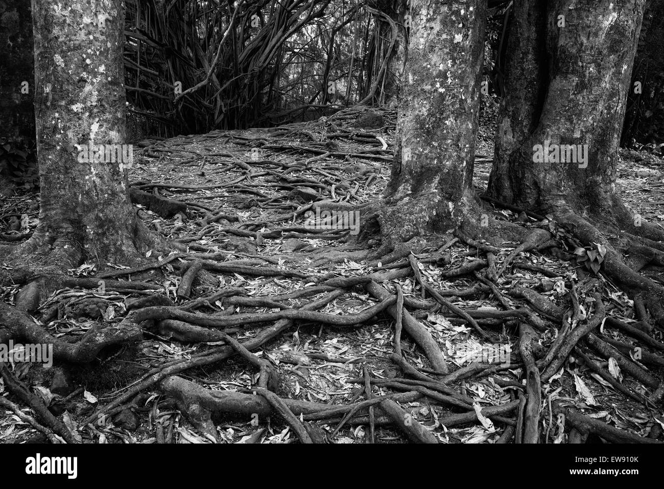 Chemin et les racines des arbres à Rainbow Falls. New York, la Grande Île Banque D'Images