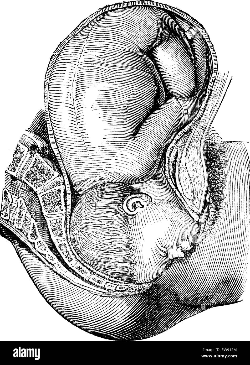La rotation de l'intérieur accompli, vintage engraved illustration. Magasin Pittoresque 1875. Illustration de Vecteur