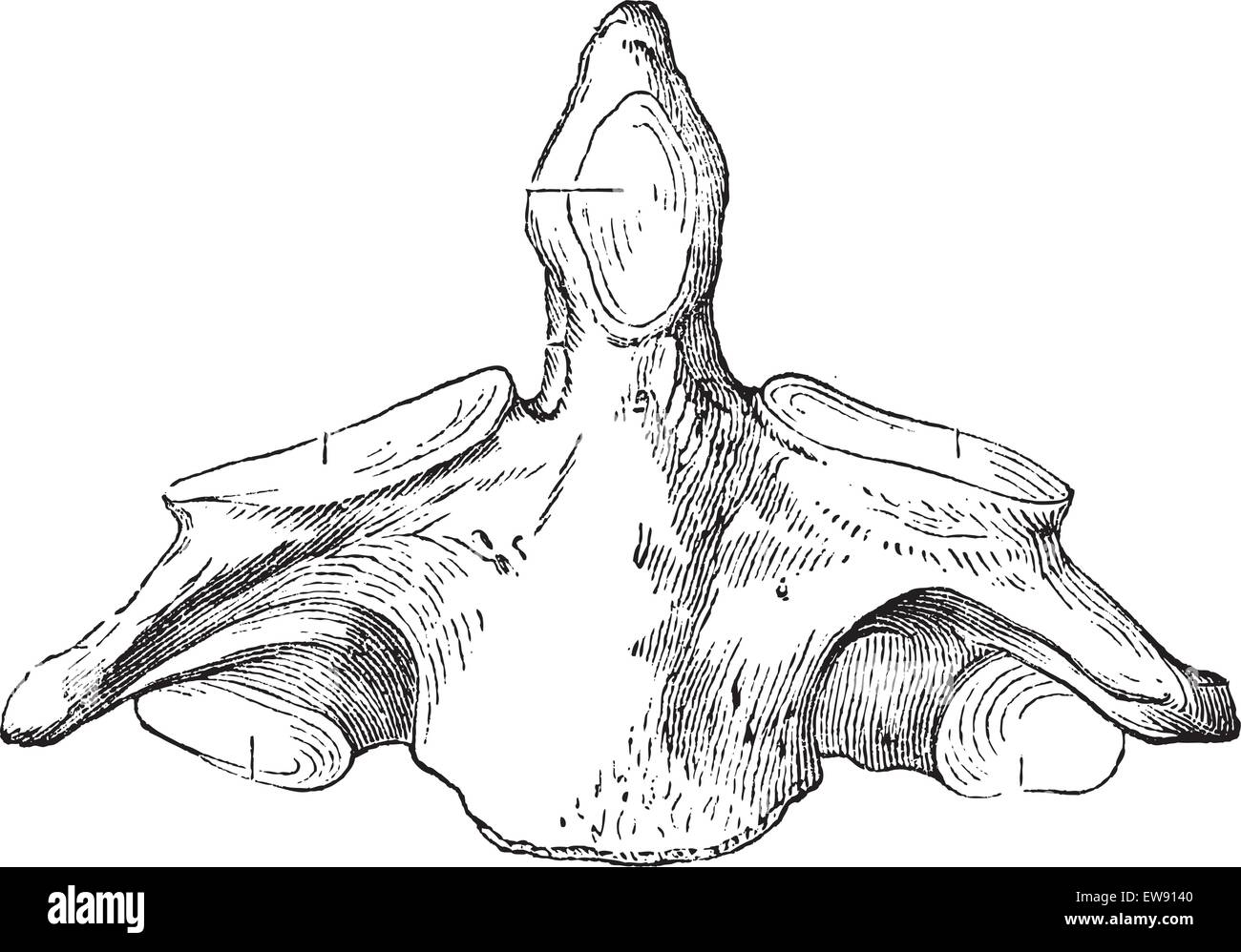 Fig. 136. Axe (deuxième vertèbre cervicale), vintage engraved illustration. Magasin Pittoresque 1875. Illustration de Vecteur
