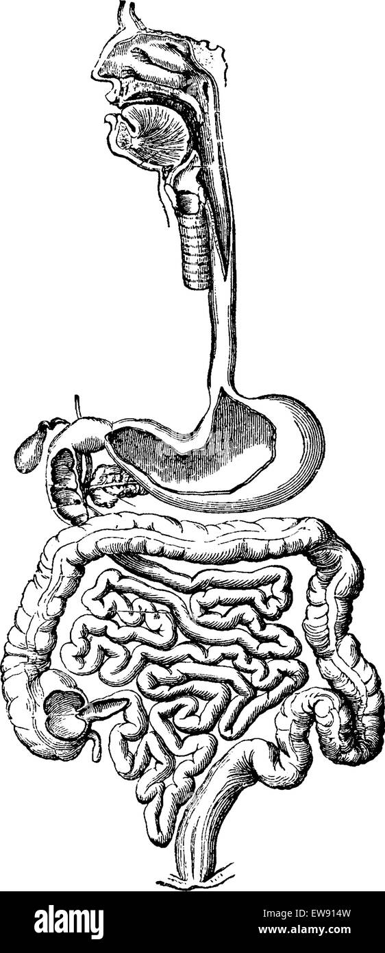 Système digestif humain, vintage engraved illustration. Dictionnaire de médecine habituelle par le Dr Labarthe - 1885 Illustration de Vecteur