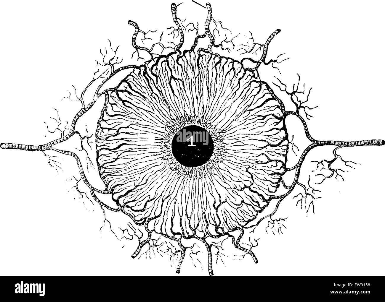 Les droits de l'Iris, montrant les vaisseaux sanguins, vintage engraved illustration. Dictionnaire de médecine habituelle par le Dr Labarthe - 1885 Illustration de Vecteur