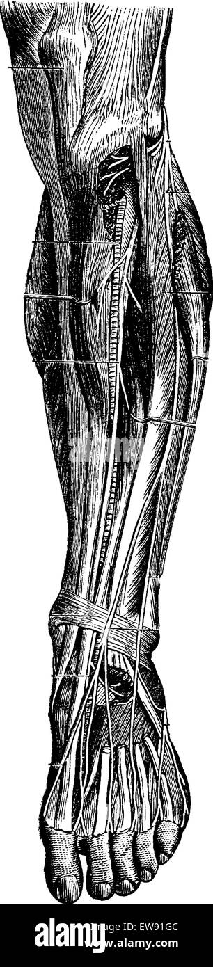 Région antérieure de la jambe, montrant les muscles et les os, vintage engraved illustration. Dictionnaire de médecine habituelle par le Dr Labarthe - Illustration de Vecteur