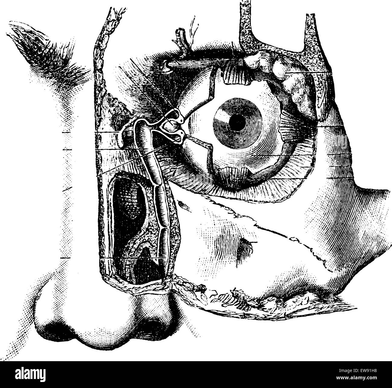 L'appareil lacrymal, vintage engraved illustration. Dictionnaire de médecine habituelle par le Dr Labarthe - 1885 Illustration de Vecteur