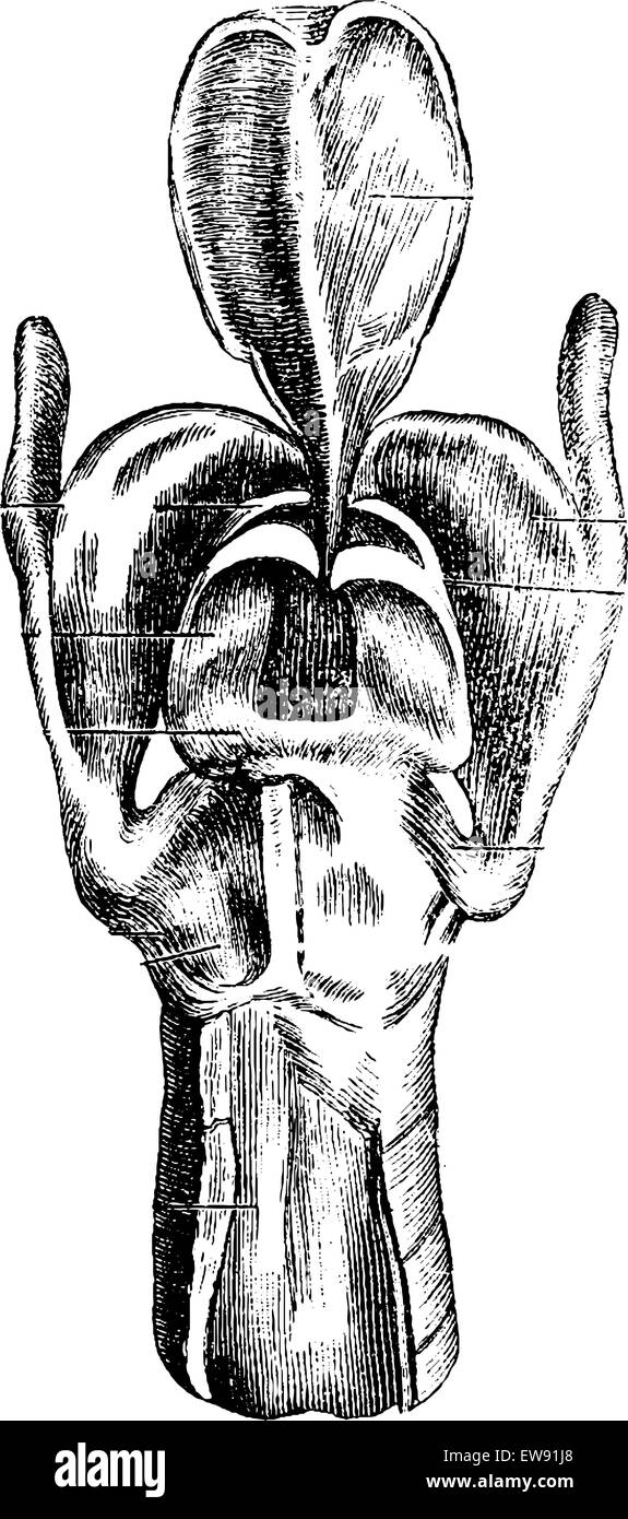 Vue postérieure du larynx montrant les cartilages du larynx, vintage engraved illustration. Dictionnaire de médecine habituelle par le Dr Labart Illustration de Vecteur