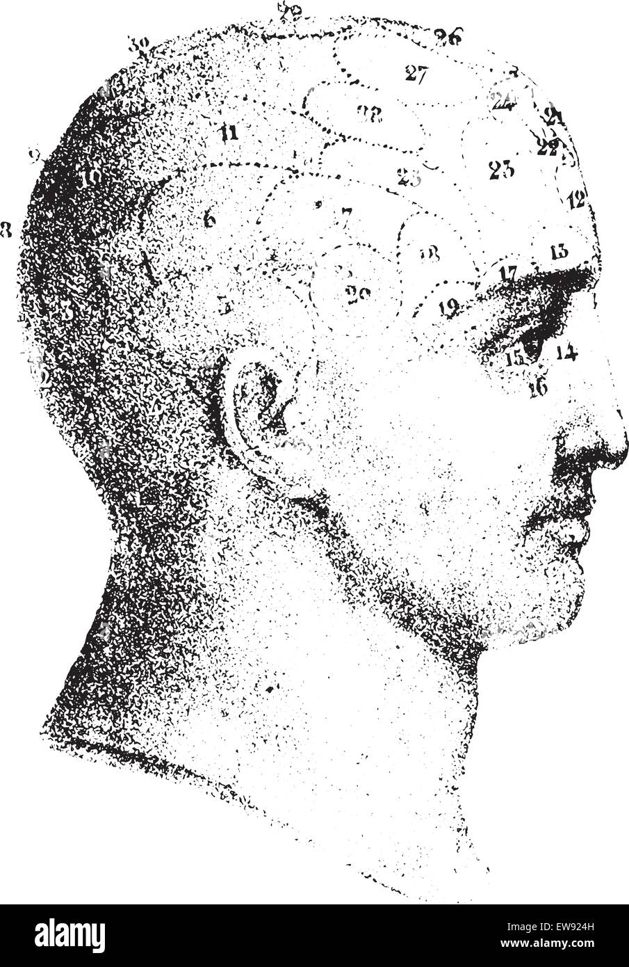 Donnée par Spurzheim crânienne de type de profil, vintage engraved illustration. Dictionnaire de médecine habituelle - Paul Labarthe - 1885. Illustration de Vecteur