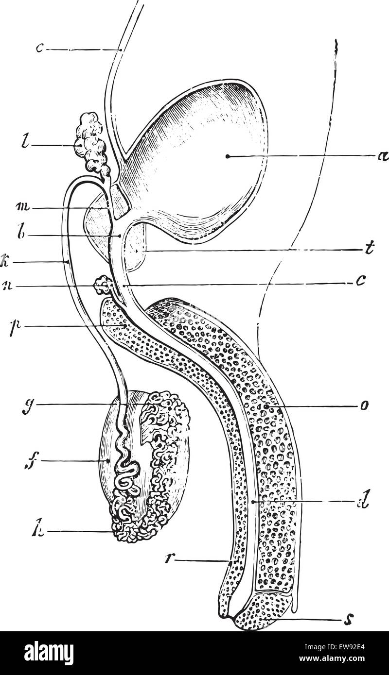 Appareil urinaire et génital de l'homme, vintage engraved illustration. Dictionnaire de médecine habituelle par le Dr Labarthe - 1885. Illustration de Vecteur