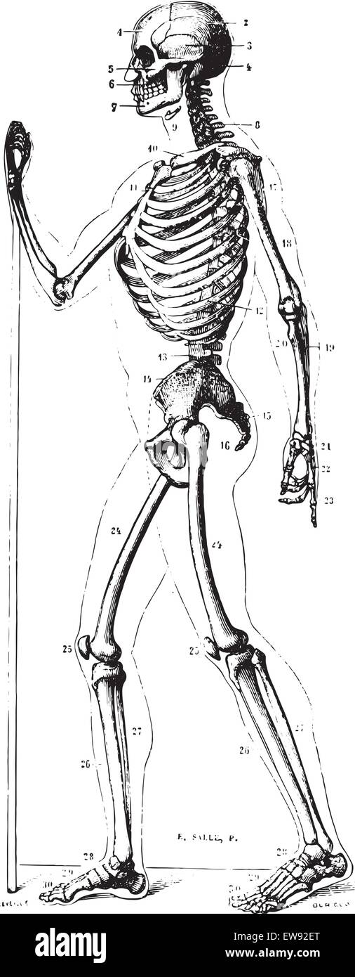 Squelette, profil, vintage engraved illustration. Dictionnaire de médecine habituelle par le Dr Labarthe - 1885. Illustration de Vecteur