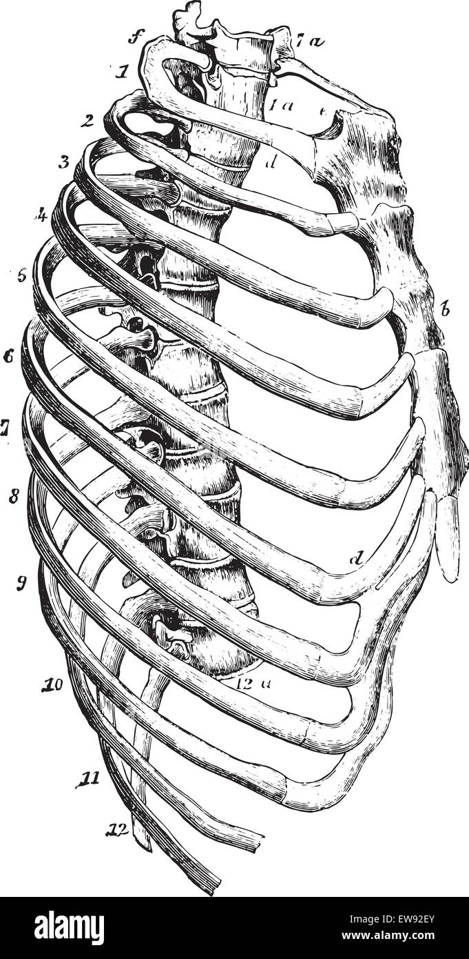 Sternum, vintage engraved illustration. Dictionnaire de médecine habituelle par le Dr Labarthe - 1885. Illustration de Vecteur