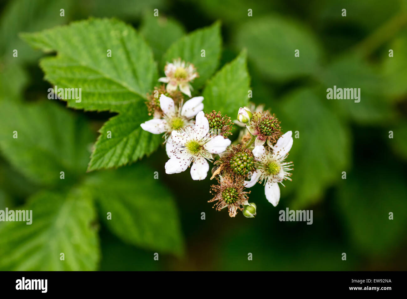 Blackberry Fleurs Banque D'Images