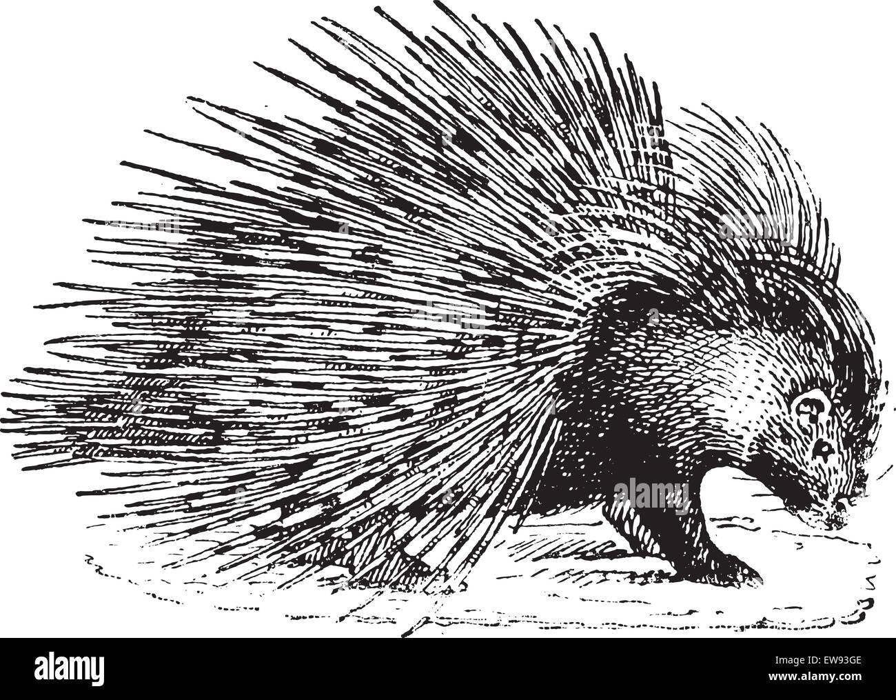 Le porc-épic, vintage engraved illustration. Dictionnaire des mots et des choses - Larive et Fleury - 1895. Illustration de Vecteur