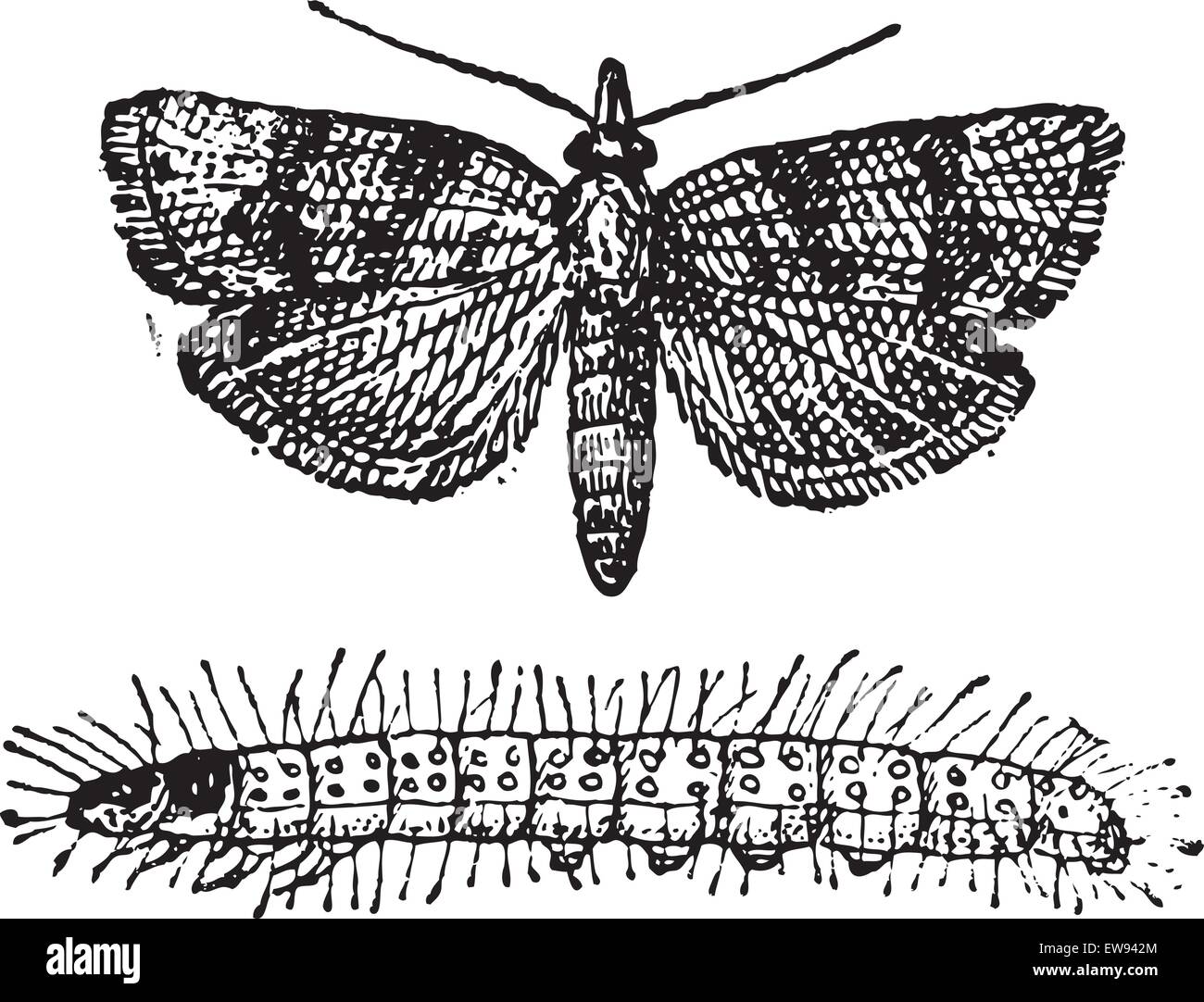 Moth, vintage engraved illustration. Dictionnaire des mots et des choses - Larive et Fleury - 1895. Illustration de Vecteur