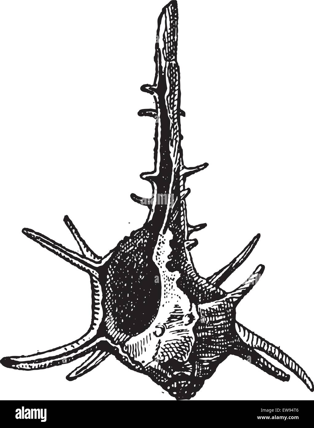 Turban cornu ou Turbo cornutus, vintage engraved illustration. Dictionnaire des mots et des choses - Larive et Fleury - 1895 Illustration de Vecteur