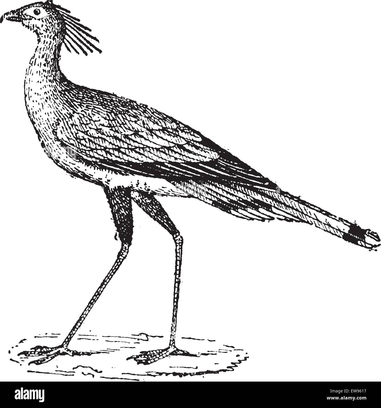 Secrétaire d'un oiseau ou d'un Sagittaire serpentarius, vintage engraved illustration. Dictionnaire des mots et des choses - Larive et Fleury - Illustration de Vecteur Secrétaire d'un oiseau ou d'un Sagittaire serpentarius, vintage engraved illustration. Dictionnaire des mots et des choses - Larive et Fleury - Illustration de Vecteur