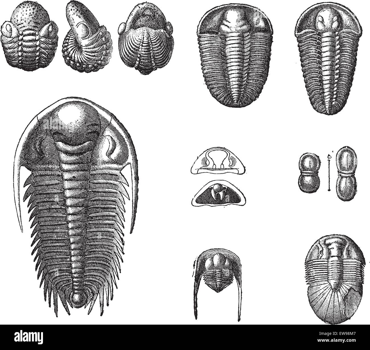 Les Trilobites, vintage engraved illustration. Dictionnaire des mots et des choses - Larive et Fleury - 1895. Illustration de Vecteur