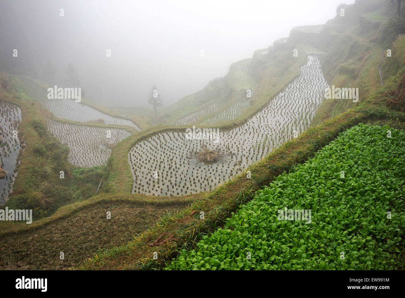 Terrasse de riz en Chine à distance Banque D'Images