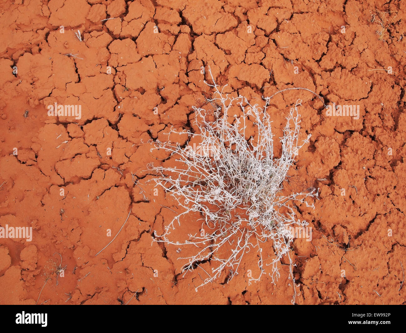 Terre séchée Banque D'Images