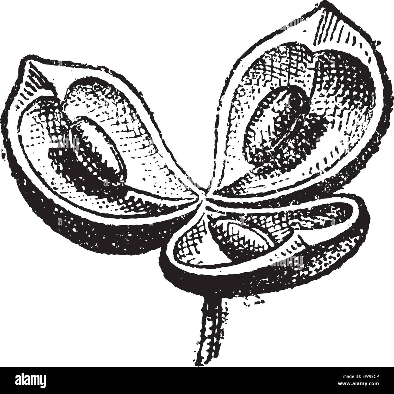 Vannes, en botanique, vintage engraved illustration. Dictionnaire des mots et des choses - Larive et Fleury - 1895 Illustration de Vecteur