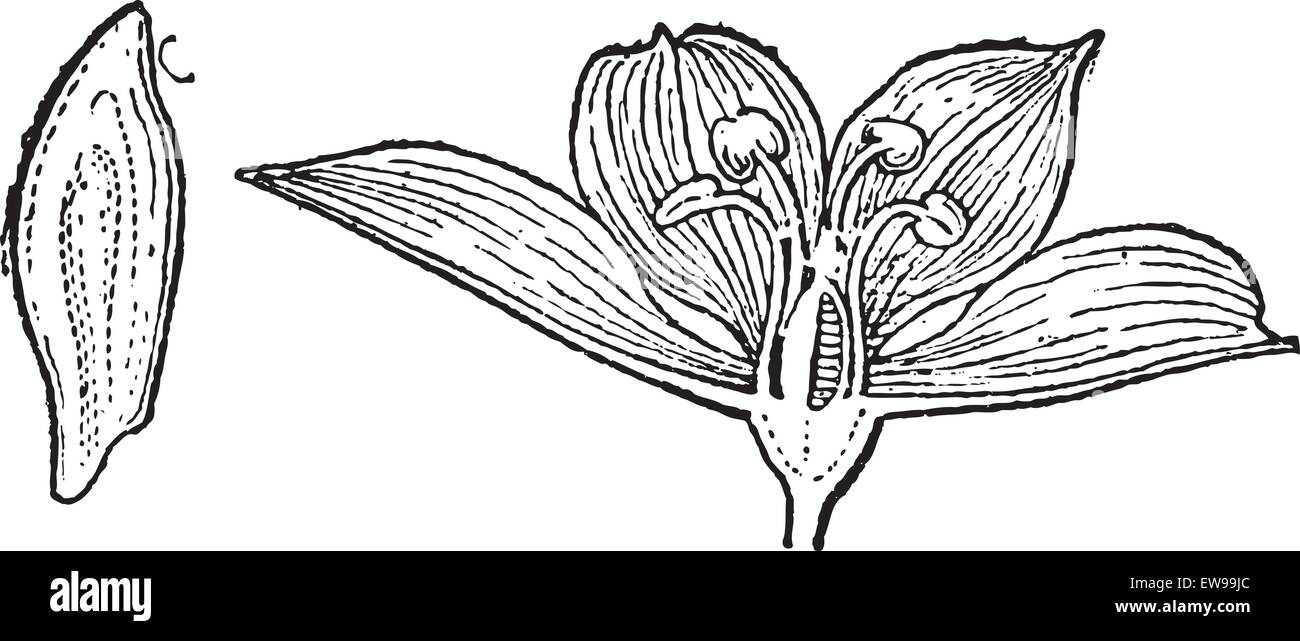 L'hellébore blanc ou Veratrum album, vintage engraved illustration. Dictionnaire des mots et des choses - Larive et Fleury - 1895 Illustration de Vecteur