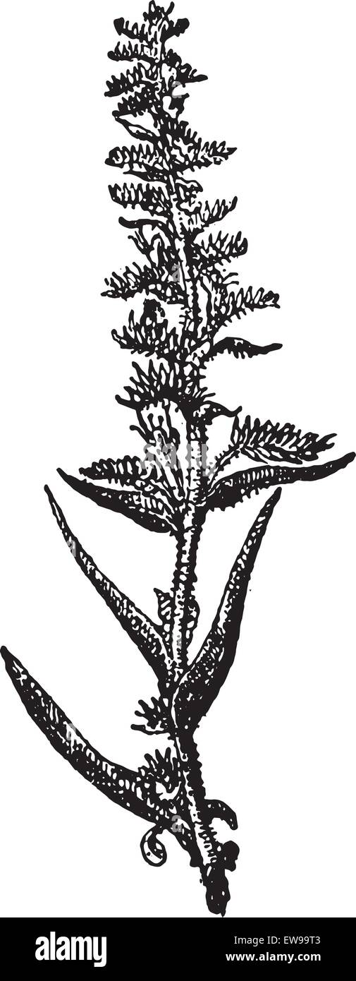 Echium vulgare Vipérine commune ou la vipère ou Blueweed, vintage engraved illustration. Dictionnaire des mots et des choses - Larive et Fleury Illustration de Vecteur