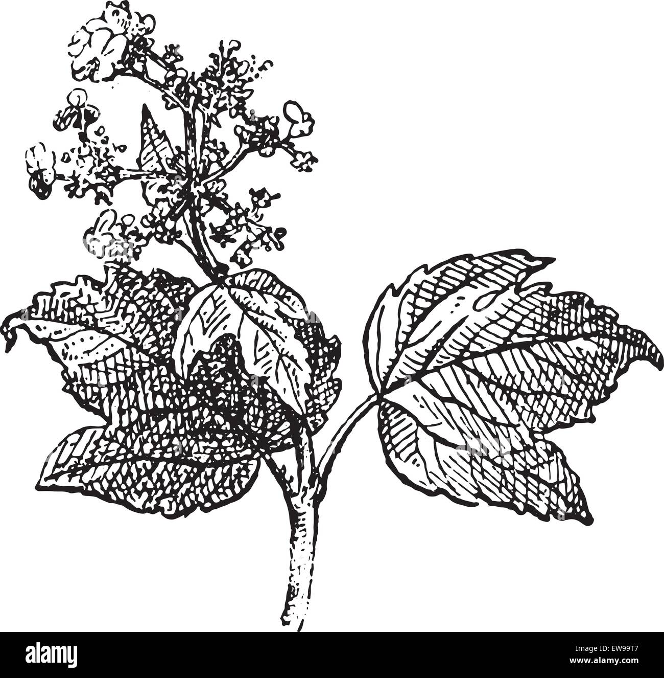 Viburnum opulus ou Guelder rose, vintage engraved illustration. Dictionnaire des mots et des choses - Larive et Fleury - 1895. Illustration de Vecteur