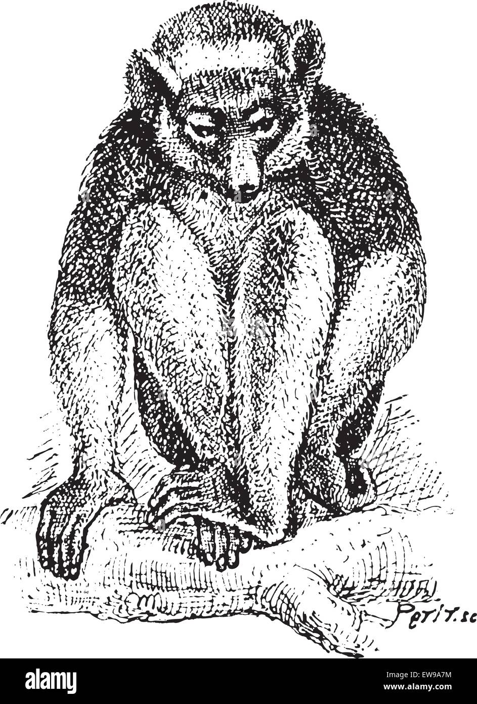 Vieille illustration gravée de l'Indri Indri Indri ou Babakoto ou assis sur la branche d'arbre. Dictionnaire des mots et des choses - Lariv Illustration de Vecteur