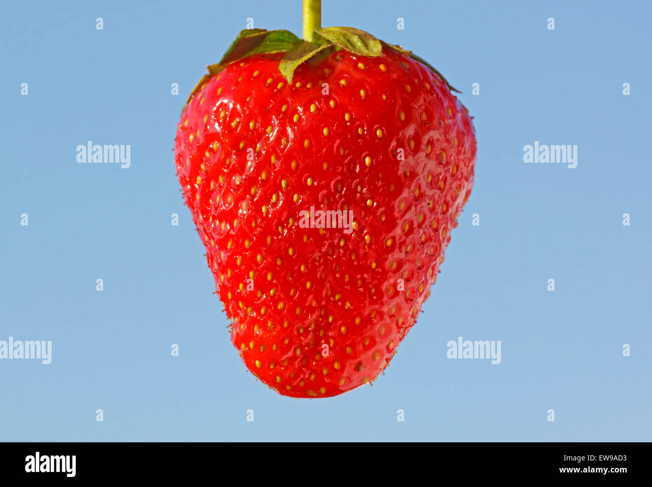 Close up of strawberry sur ciel bleu Banque D'Images