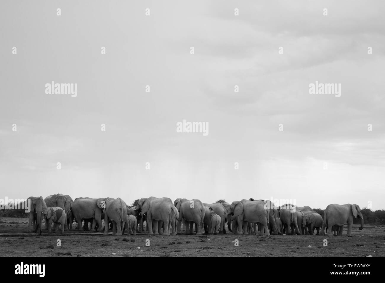 Les éléphants boivent au trou d'eau Banque D'Images