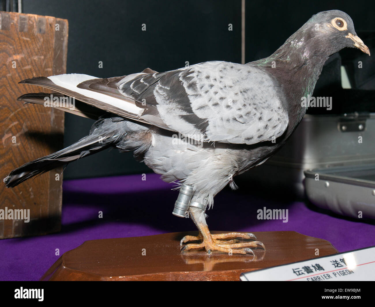 Un pigeon voyageur taxidermié de 2014, conservé à des fins éducatives et historiques, est exposé comme une représentation des oiseaux autrefois utilisés pour la communication, mettant en valeur l'importance culturelle des pigeons à l'époque pré-moderne. Banque D'Images
