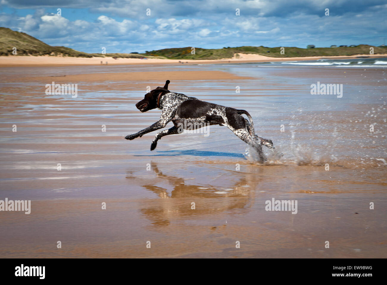 Braque allemand chien sur Embleton Northumberland Beach Banque D'Images