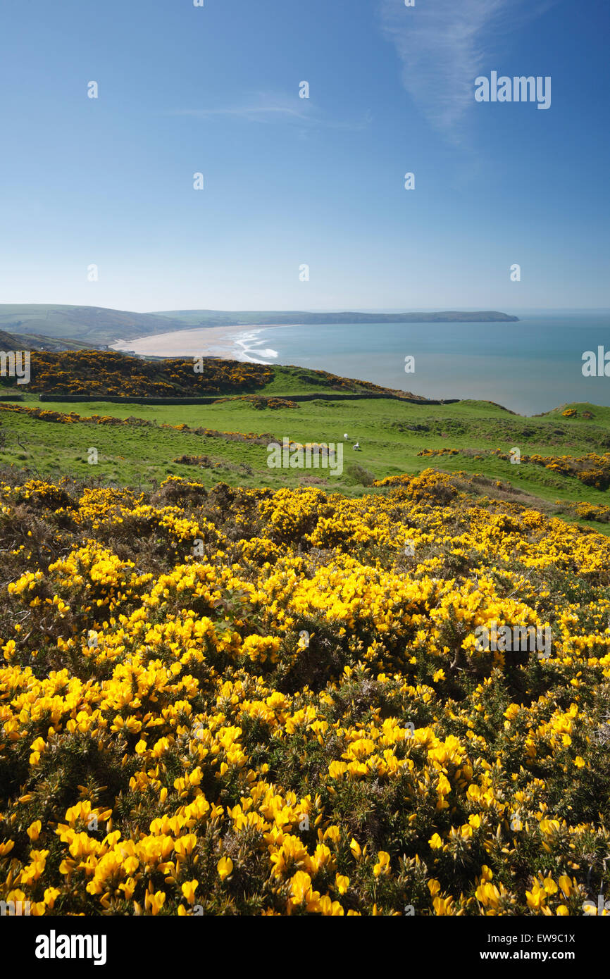 Plage de sable à Woolacombe Morte Point. Au printemps. Devon. UK. L'ajonc (Ulex sp.) en fleurs. Banque D'Images