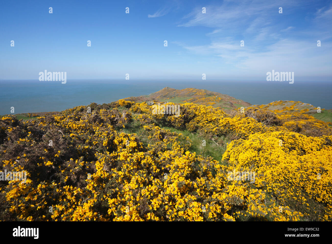 L'ajonc (Ulex sp.) en fleur au point mort. Au printemps. Devon. UK. Banque D'Images L'ajonc (Ulex sp.) en fleur au point mort. Au printemps. Devon. UK. Banque D'Images