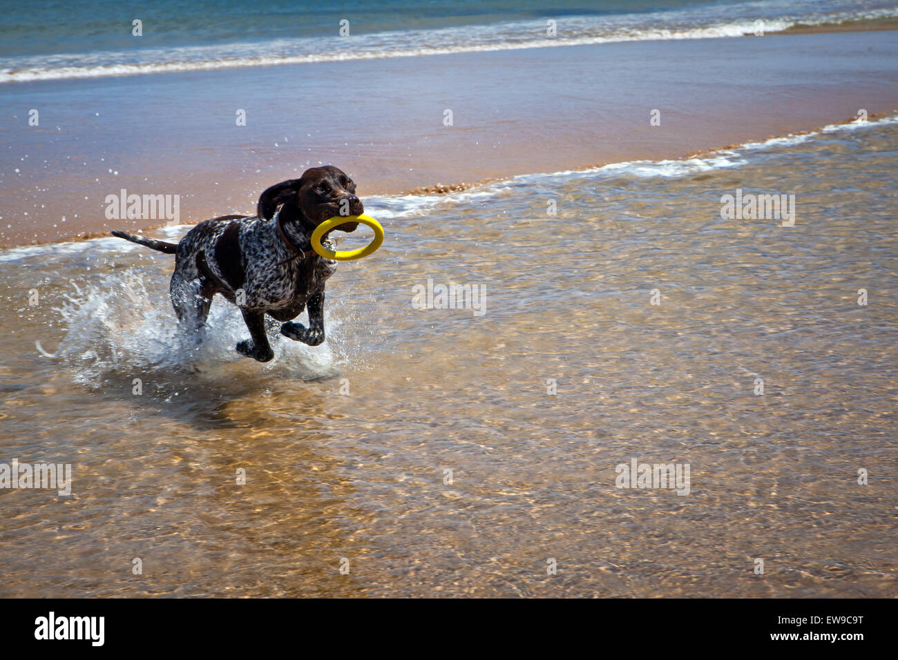 Braque allemand chien sur Embleton Northumberland Beach Banque D'Images
