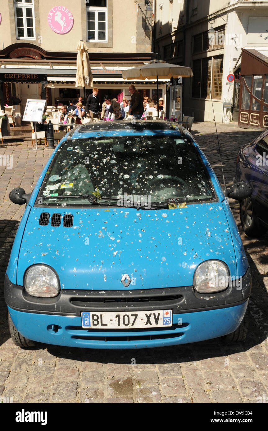 Faites attention où vous garez votre voiture. Au cours de la journée sous un arbre pourrait être un endroit ombragé mais les oiseaux se perchent là durant la nuit ! Banque D'Images