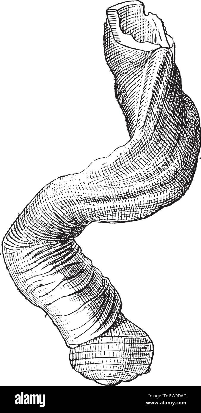 Magilus Coral escargot ou Magilus antiquus, vintage engraved illustration. Dictionnaire des mots et des choses - Larive et Fleury - 189 Illustration de Vecteur