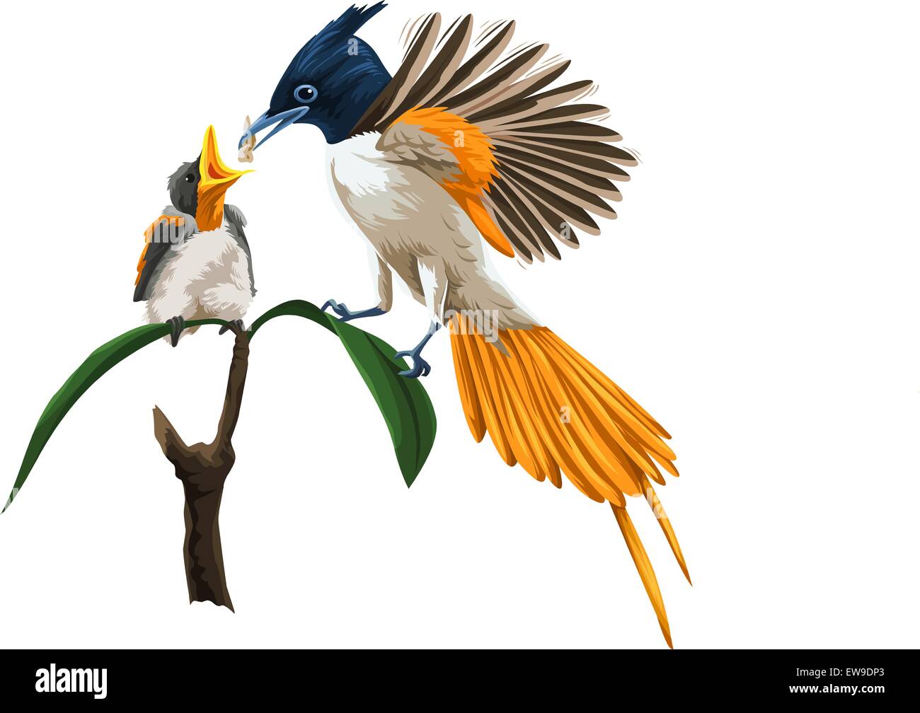 Vector illustration de nourrir les oiseaux son jeune poussin. Illustration de Vecteur