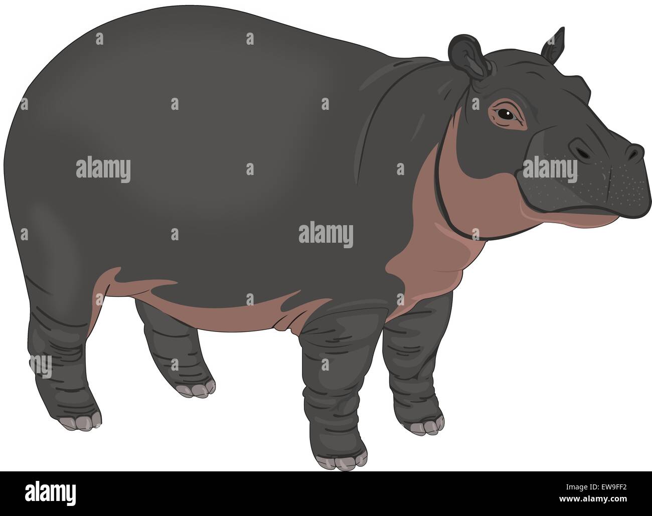 Ou hippopotame Hippopotamus amphibius, noir et brun, vector illustration Illustration de Vecteur