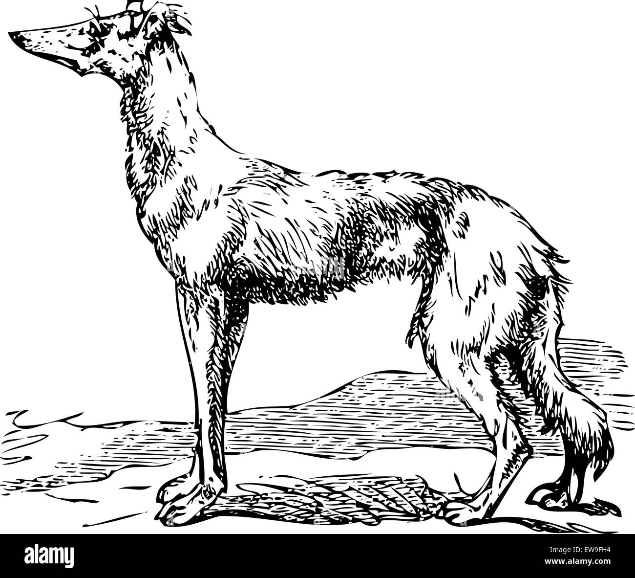 Gravure ancienne d'un Saluki ou chien Barzoï, qui sont la plus ancienne race de chiens de chasse. Numérisation à partir du Dictionnaire encyclopédique T Illustration de Vecteur