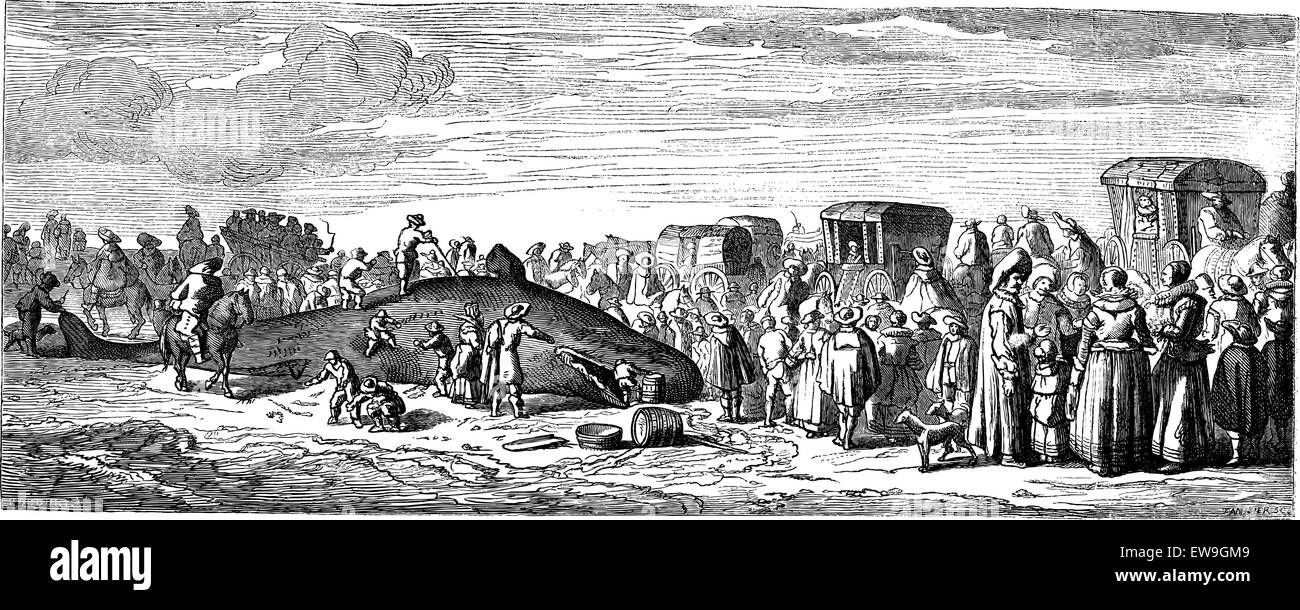 Baleine échouée. - Dimensions Bocourt, après une impression de la collection Mouilleron, vintage engraved illustration. Baleine échouée. Mag Illustration de Vecteur Baleine échouée. - Dimensions Bocourt, après une impression de la collection Mouilleron, vintage engraved illustration. Baleine échouée. Mag Illustration de Vecteur