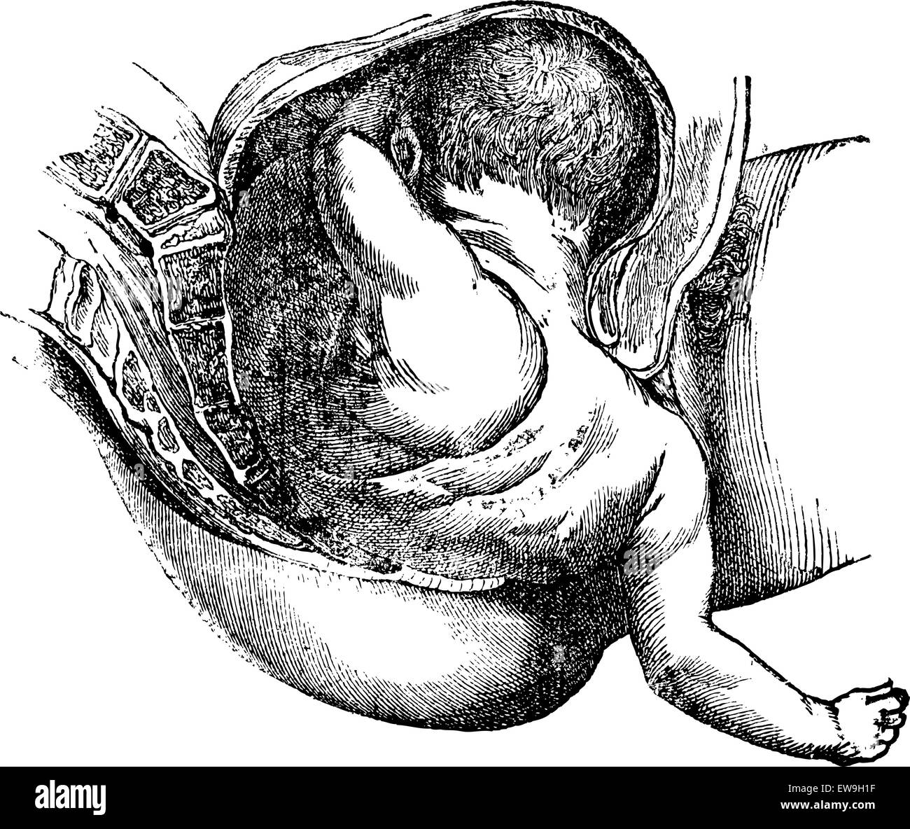 Fin de la troisième de l'histoire naturelle, vintage engraved illustration. Magasin Pittoresque 1875. Illustration de Vecteur