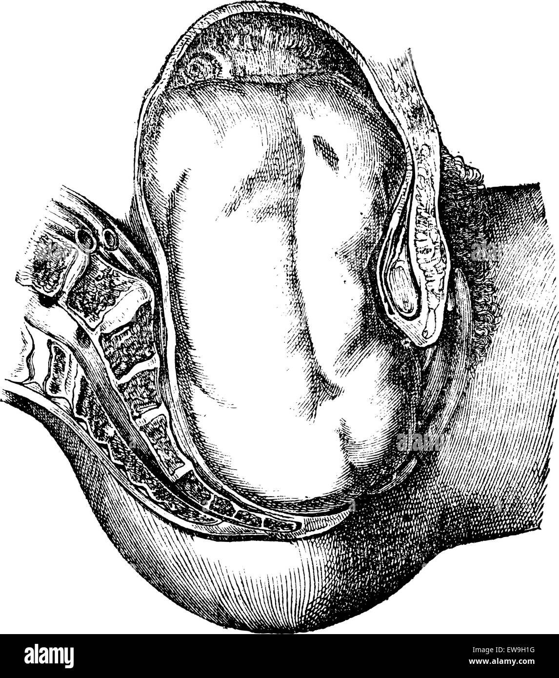Leur expulsion des fesses, vintage engraved illustration. Magasin Pittoresque 1875. Illustration de Vecteur