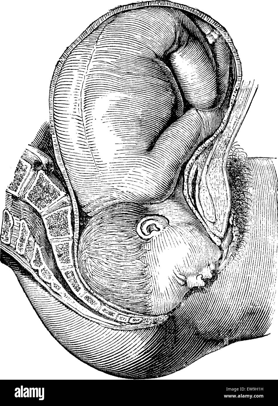 La rotation de l'intérieur accompli, vintage engraved illustration. Magasin Pittoresque 1875. Illustration de Vecteur