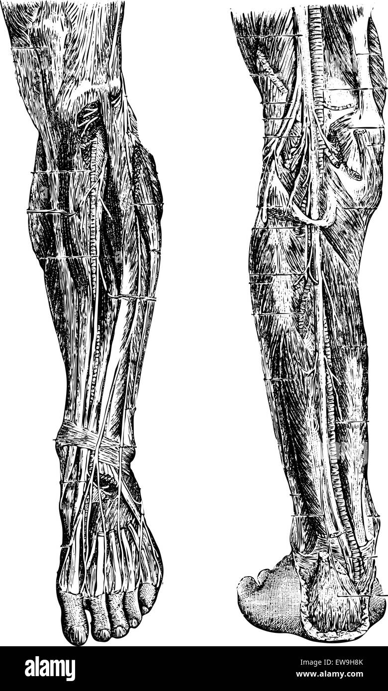 La jambe, montrant une région antérieure (à gauche), et des région postérieure (à droite), vintage engraved illustration. La médecine habituelle Illustration de Vecteur