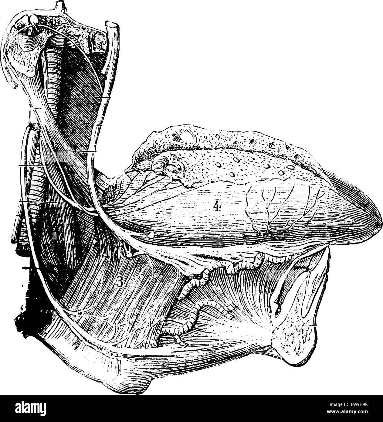 Vaisseaux sanguins et les nerfs de la langue humaine, vintage engraved illustration. Dictionnaire de médecine habituelle par le Dr Labarthe - 1885 Illustration de Vecteur