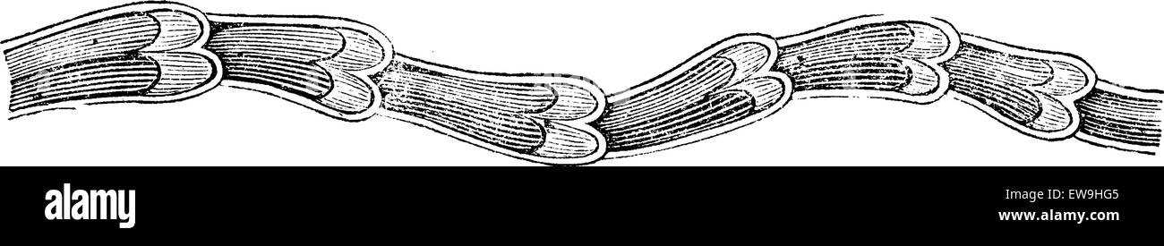 La section longitudinale montrant un vannes lymphatique, vintage engraved illustration. Dictionnaire de médecine habituelle - Paul Labarthe - 1885 Illustration de Vecteur