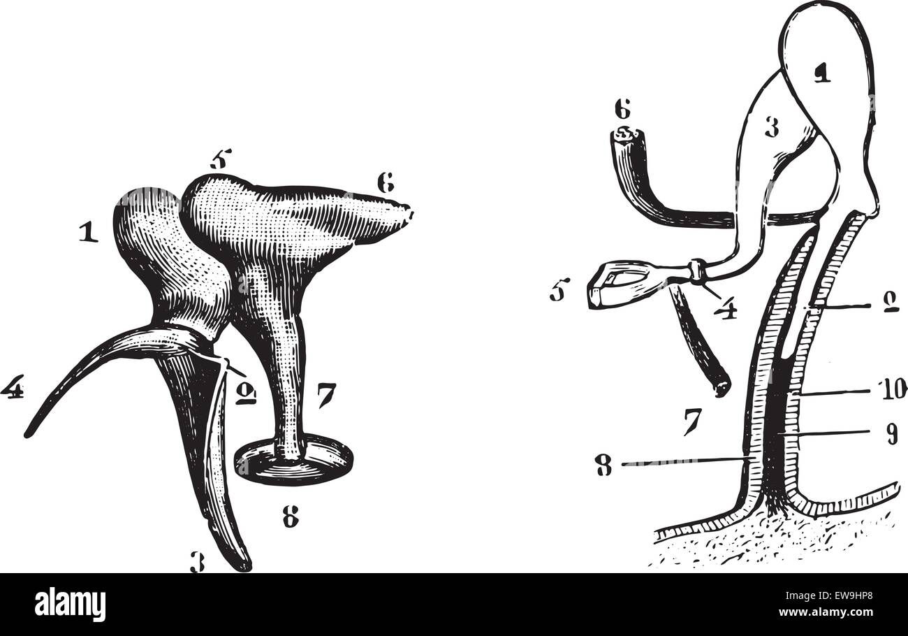 Fig. 985. Les os de la chaîne vu par la partie de l'extérieur, fig. 986. Rapports des os et audience insère leurs muscles, vintage engrav Illustration de Vecteur