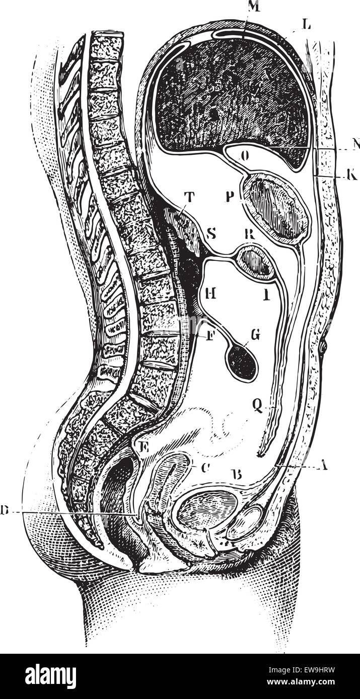 Antéro-postérieur et vertical de l'abdomen, Chemin du péritoine dans la région hypogastrique et épigastrique dans femmes, rétro Illustration de Vecteur